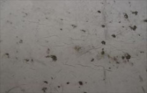 諏訪市外壁現地調査