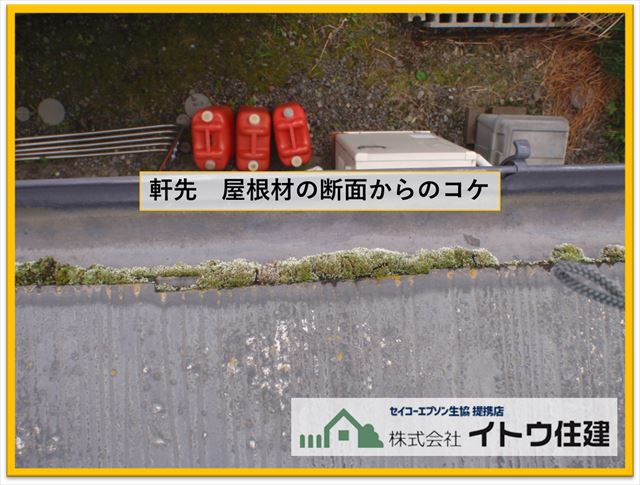 辰野町現地調査　スレート断面からのコケの発生